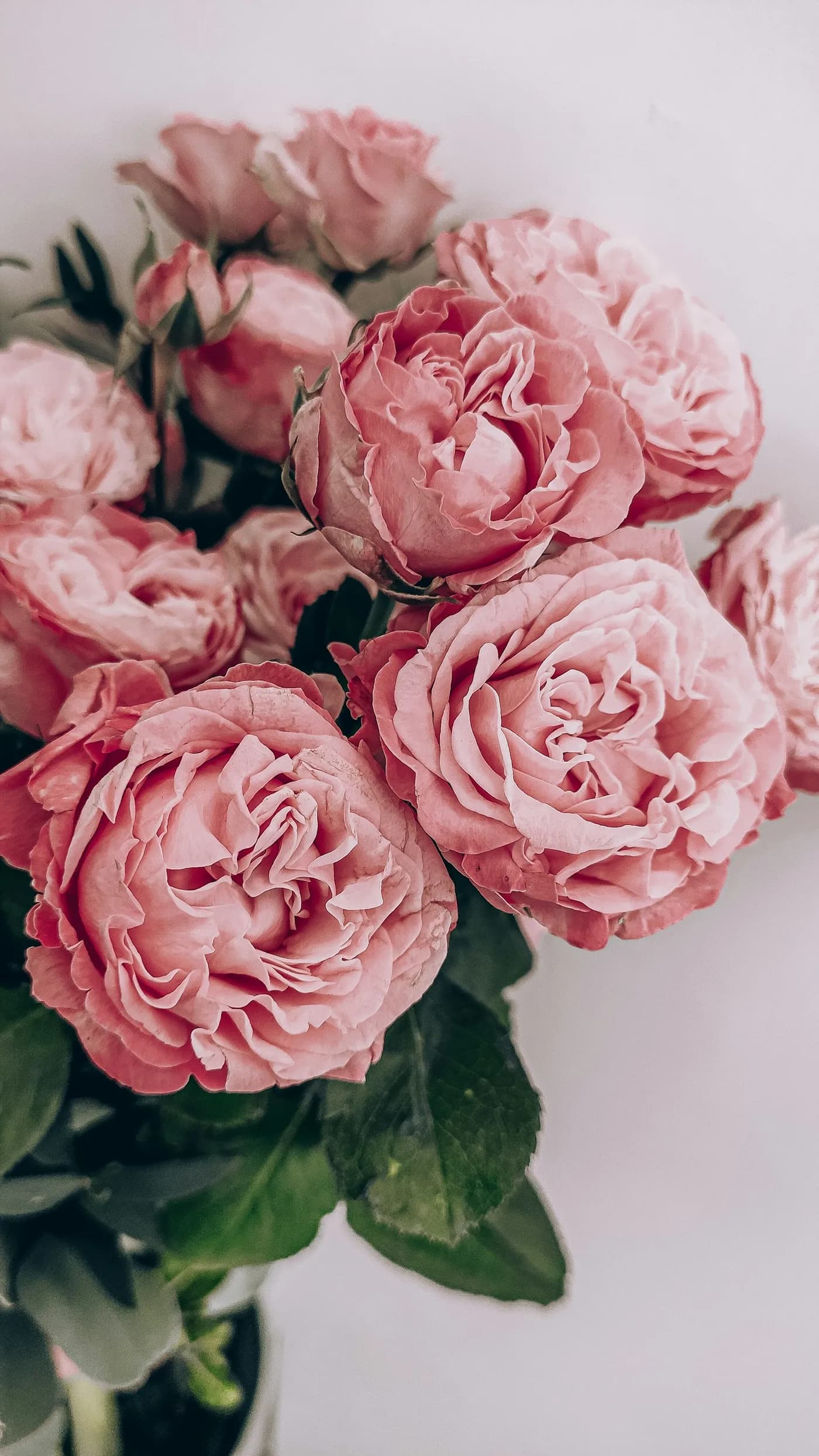 Peony Dream